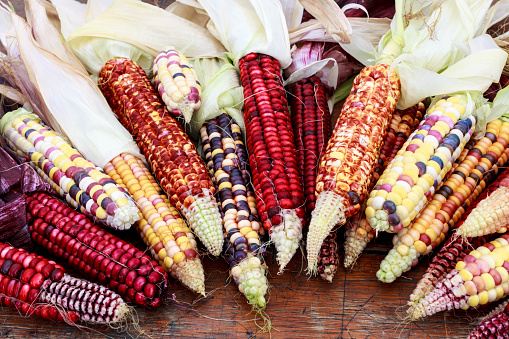 A selection of colourful Indian corn on a rustic wooden table.