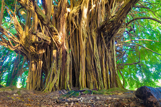 giant figowiec bengalski - kauai tropical climate green travel destinations zdjęcia i obrazy z banku zdjęć