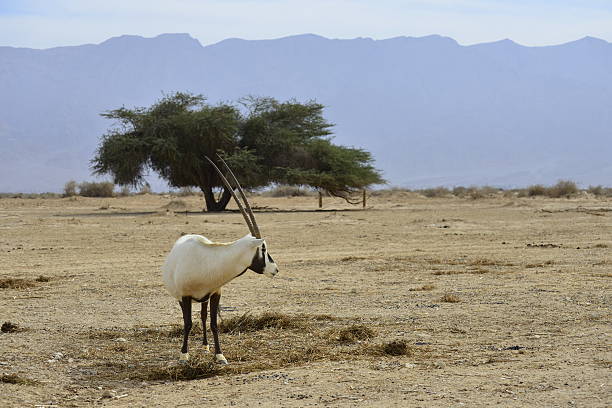 istock Arabian Oryx in Israeli Nature Reserve 475353651