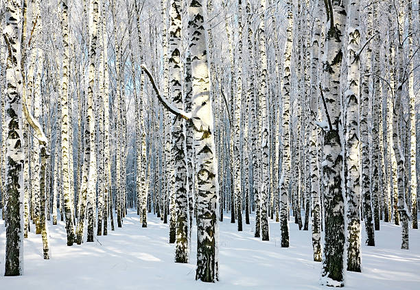 istock Sunny snowy winter birch grove in January 475354731