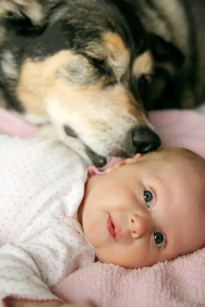 A black German Sherpherd mix dog is lovingly kissing a newborn baby girl.