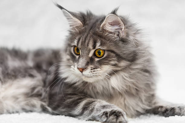 istock Big maine coon cat posing on white background fur 475356640