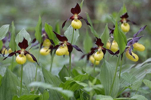 Cypripedium calceolus is a lady slipper orchid, and the type species of the genus Cypripedium.