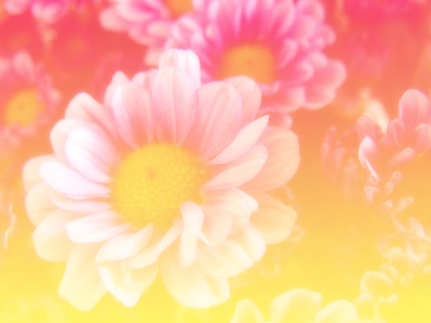 istock beautiful flowers made with color filters 475356854