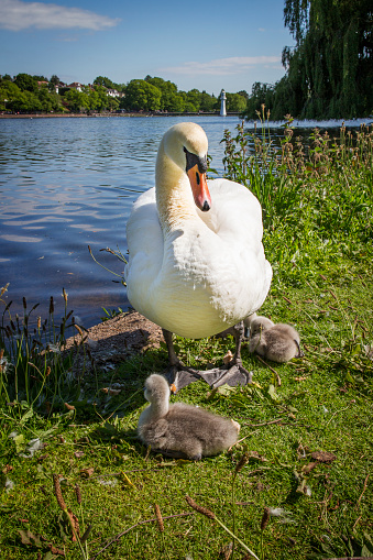Swan and signets Roath Park lake Cardiff Wales