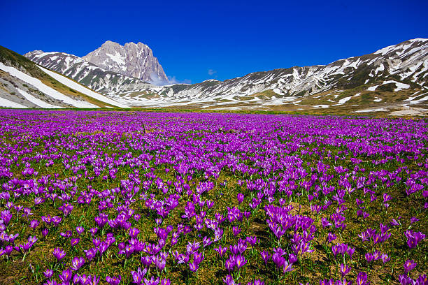 krokus vernus am campo imperatore-abruzzen - crocus blooming flower head temperate flower stock-fotos und bilder