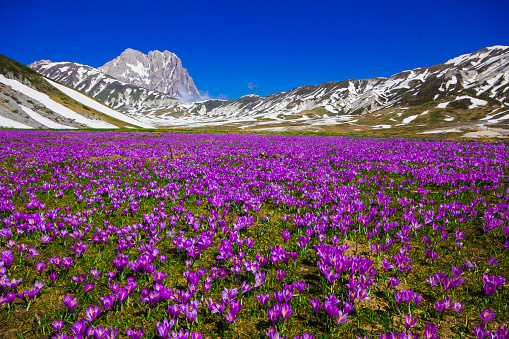 Landscape with crocus vernus at Campo Imperatore - Abruzzo