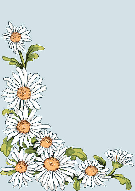 ilustraciones, imágenes clip art, dibujos animados e iconos de stock de chamomiles - chamomile plant chamomile bouquet wildflower