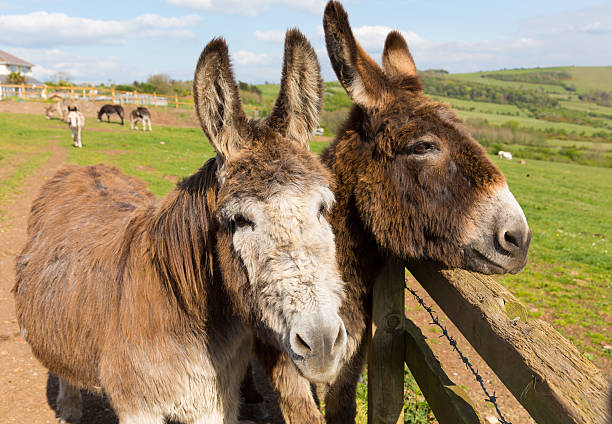 istock Two donkeys by fence in field blue sky spring day 475360300