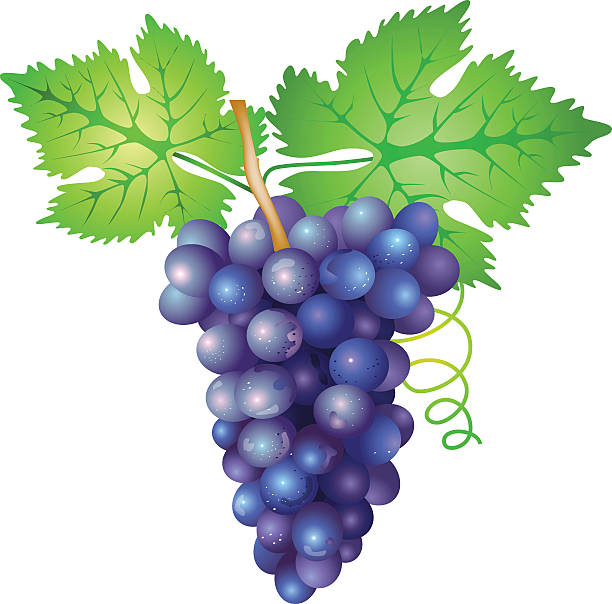 grapes branch vector art illustration