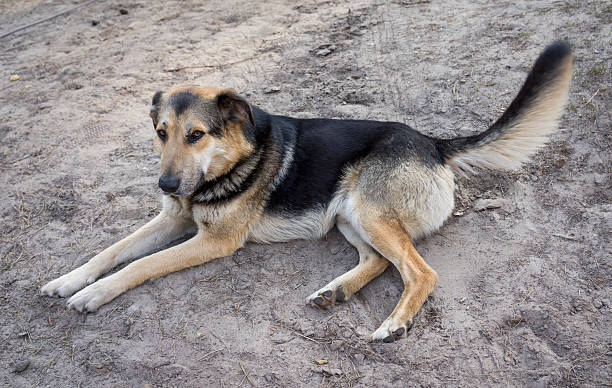 istock German Shepherd dog on the ground 475361126