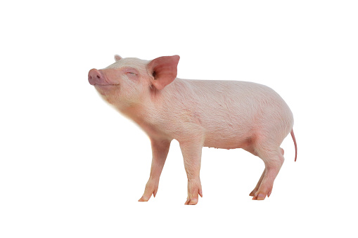 Showing a pig at the McLean County Fair, Bloomington, Illinois, USA July 26, 2023. A small whip is used to guide the pig and a brush is used to keep the pig clean.