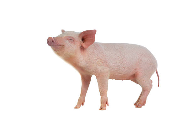 pig piglet with the closed eyes, isolated on white, studio shot baby pig stock pictures, royalty-free photos & images