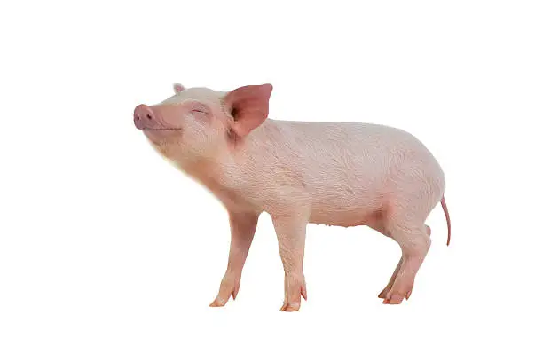 piglet with the closed eyes, isolated on white, studio shot