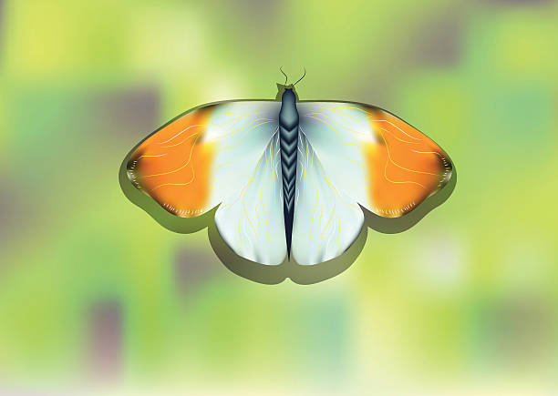 orange tip butterfly orange tip butterfly on blurred abstract background anthocharis cardamines stock illustrations