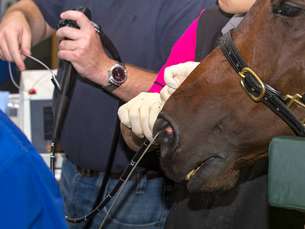 Arthroscopy team work on a Horse A arthroscopy being performed on a horse with the camera and laser being inserted through it's nose. vet treating horse stock pictures, royalty-free photos & images