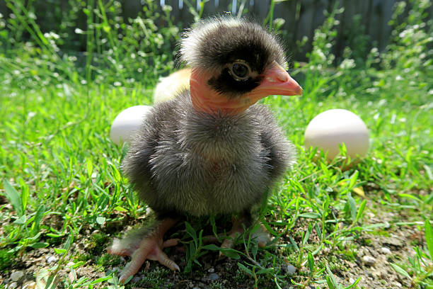 istock Little chicken and egg on the grass 475361878