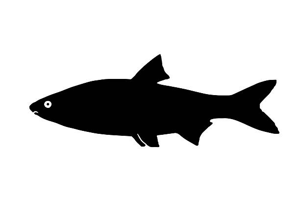 Silhouette freshwater fish Sneep, that lives in lakes and fast and clear rivers.