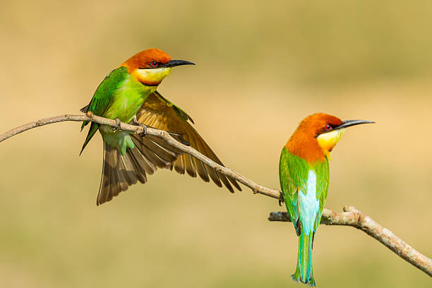 istock Couple of Chestnut-headed Bee-eater 475367053