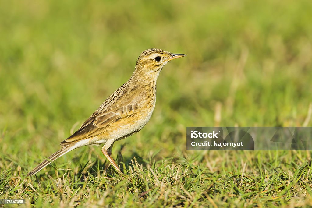 Paddyfield Pipit Paddyfield Pipit, or Oriental Pipit (Anthus rufulus) in Khaoyai national park,Thailand Alertness Stock Photo