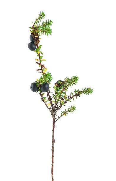 Crowberries, Empetrum nigrum isolated on white