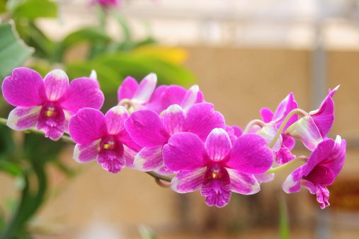 Pink orchids blooming in the garden Thailand