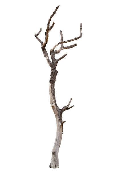 Dead tree isolated on white background stock photo