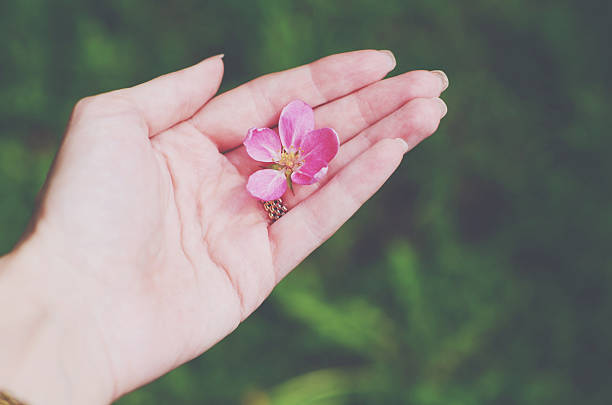 istock Pink flower in the hand 475368444
