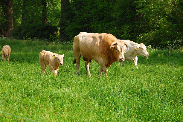 istock Charlais cattle walking through the pasture 475368756