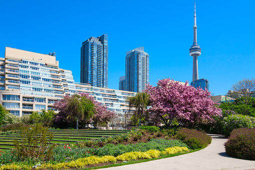 Photo of park with blossoming trees at the downtown Toronto waterfront during spring time.