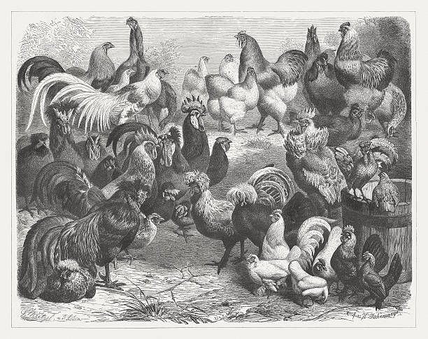 illustrations, cliparts, dessins animés et icônes de volaille domestique race, publié en 1876 - poule naine