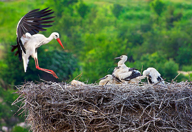 Stork with Young on Nest stock photo