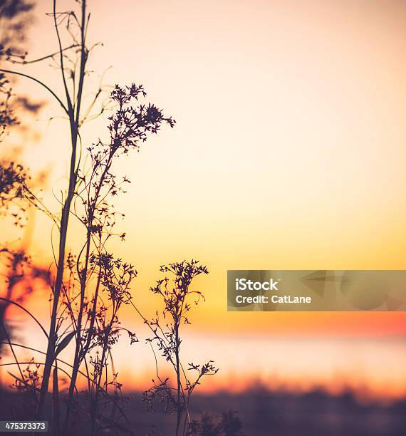 Silhueta Em Sunrise - Fotografias de stock e mais imagens de Carolina do Norte - Estado dos EUA - Carolina do Norte - Estado dos EUA, Litoral, Primavera - Estação do ano