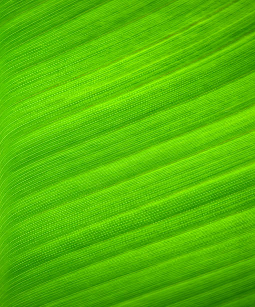 sfondo texture illustrato su verde foglia di palma - beautiful outdoors vertical close up foto e immagini stock