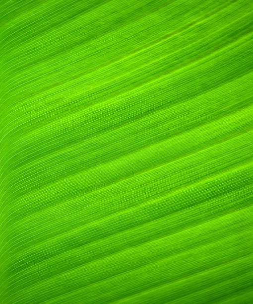 写真の抽象的なテクスチャの緑のヤシの葉 - nature ripple summer plant ストックフォトと画像