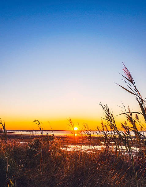 Silhouette of oceanside seagrass at sunrise