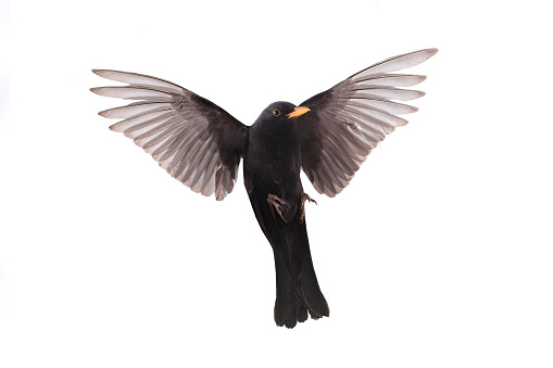 Common swift (Apus apus) in flight.