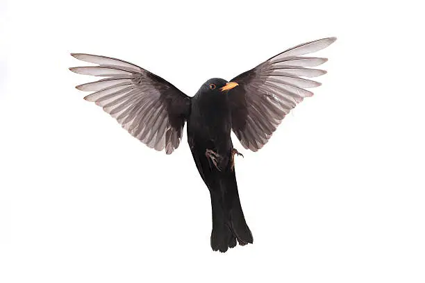turdus merula - a blackbird in flight isolated on a white background, studio shot