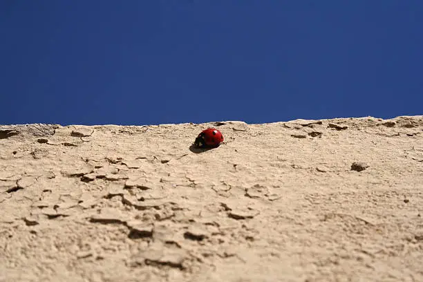 Ladybug on cracked wall with bright blue background