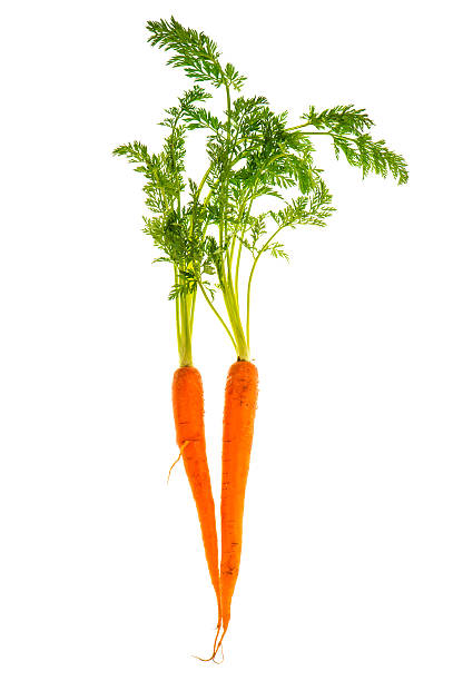 fresh carrot rotts mit grünen blättern, isoliert auf weiss - carrot isolated white carotene stock-fotos und bilder