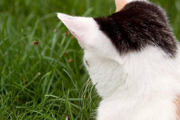 chat s'amuser dans le jardin - mehrere tiere photos et images de collection