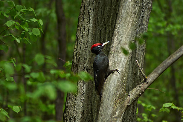 istock Black woodpecker  in the spring forest. 475374674
