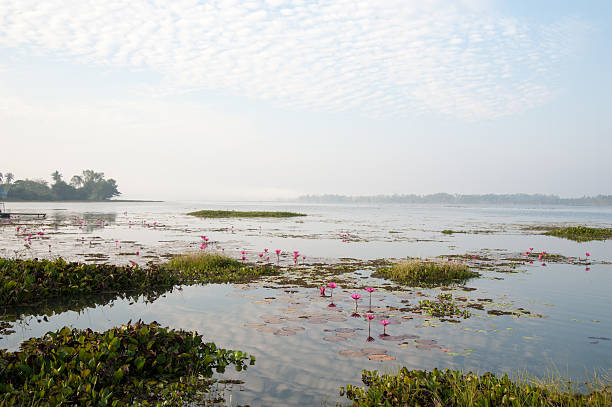 pink lilly pads nebel-landschaft - lillypad lily water lily water stock-fotos und bilder