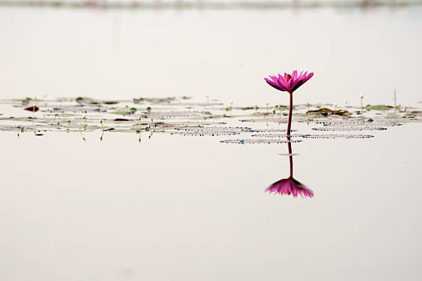 pink lilly pads nebel-landschaft - lillypad lily water lily water stock-fotos und bilder