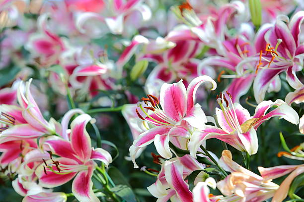 istock Lily flower blossom in garden 475376349