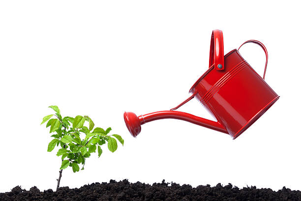 Watering plant on white background stock photo