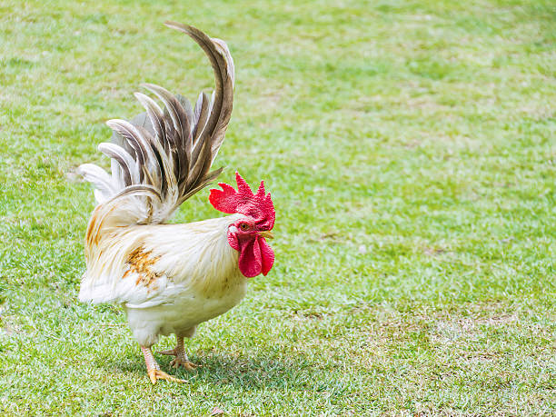 istock Beautiful bantam rooster in farm. 475378340