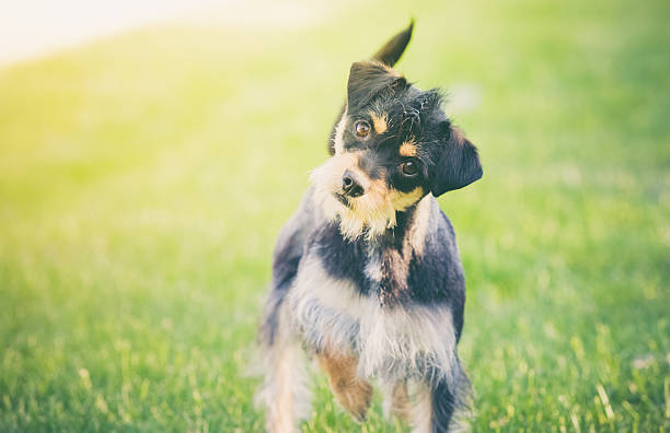 Small dog on grass looking at you - Cute terrier Cute and scruffy pet terrier dog standing on a grass lawn and looking at camera with his head tilted and a curious expression on his face.  Fur is mostly black, with some orange and white.  No people in image. High resolution color photograph with room for your copy. Horizontal composition. head cocked stock pictures, royalty-free photos & images