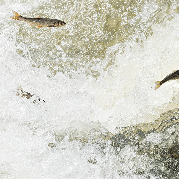 istock Unique Fish: Pearl Mullet of the lake Van 475378768