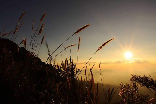 istock Swaying the grass with sunset sky background 475379409